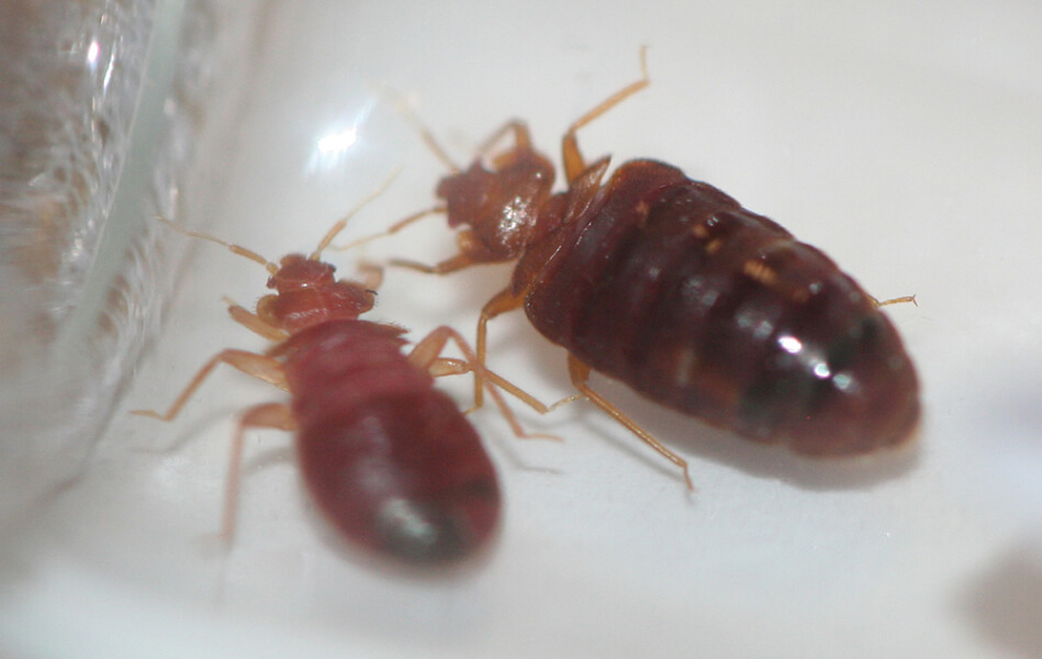 Bed bug exterminators located in Kansas City, MO