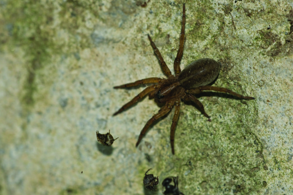 Call Gunter's Pest Control for spider exterminators in Kansas City.