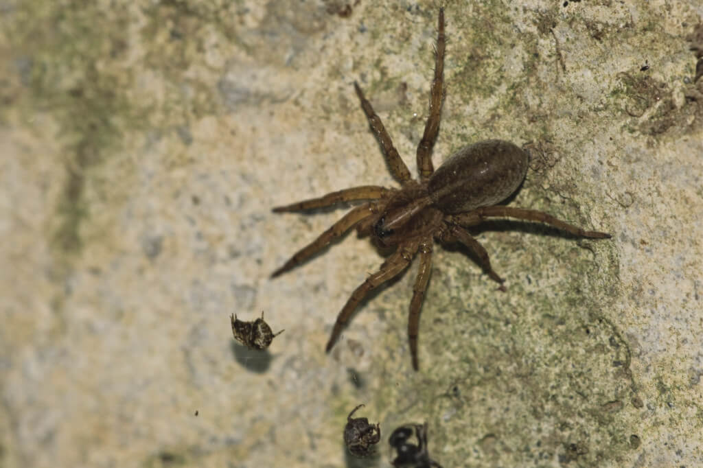 Spider Exterminators at Gunter's Pest Control in Kansas City, MO Call Gunter's Pest Control for spider exterminators in Kansas City.