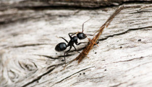 A black ant crawling on a piece of wood