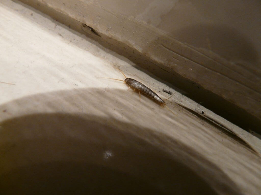 Silverfish Prevention & Extermination | Gunter Pest & Lawn | Kansas City, Missouri Gunter Pest Control are experts at silverfish prevention, control and extermination. Call your local silverfish exterminators today.