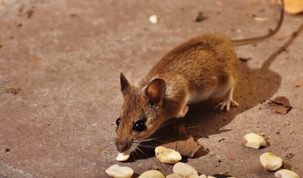 Rodent Exterminators | Bug Prevention | Gunter Pest & Lawn | Kansas City, MO Gunter Pest & Lawn have been expert rodent exterminators for over 68 years.