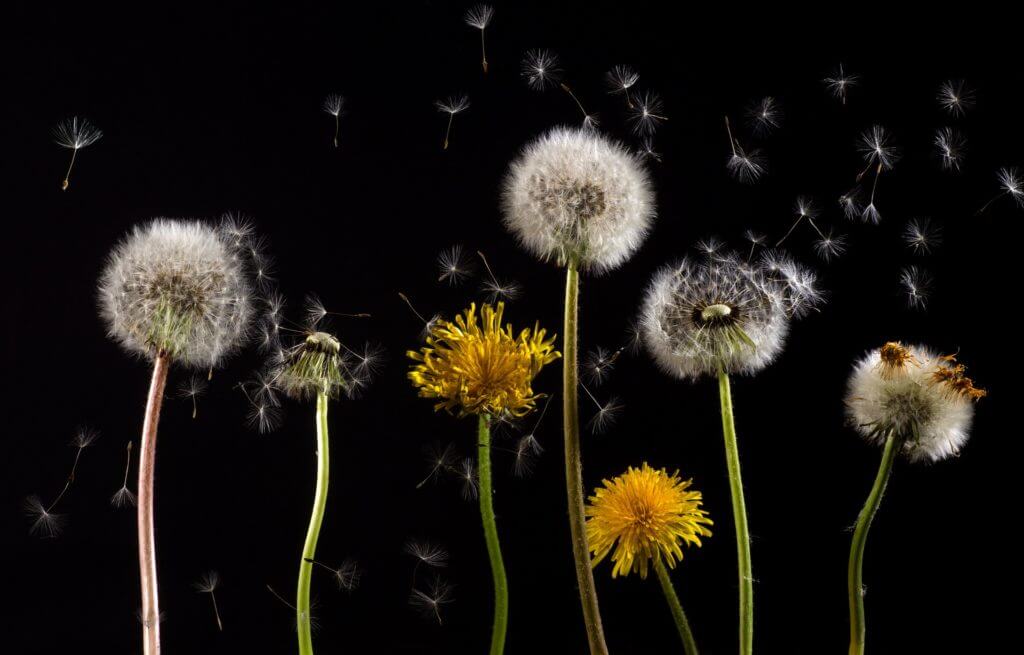 The arrival of Spring means grass will start to turn green and little yellow flowers aka weeds known as dandelions will begin appearing in lawns.  Call Gunter Pest & Lawn for lawn treatments.