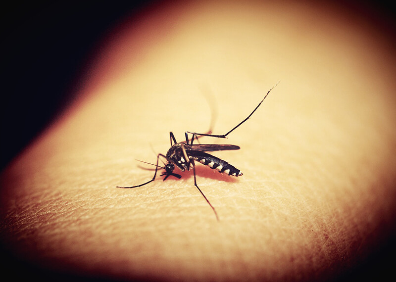 Mosquitos are one of the most dangerous bugs to be on the lookout for and to get rid of in the Kansas City area.