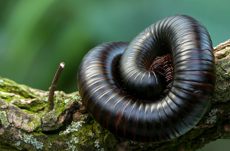 Millipedes & Centipedes are often seen lurking around your house. They are dangerous bugs that do contain venom.