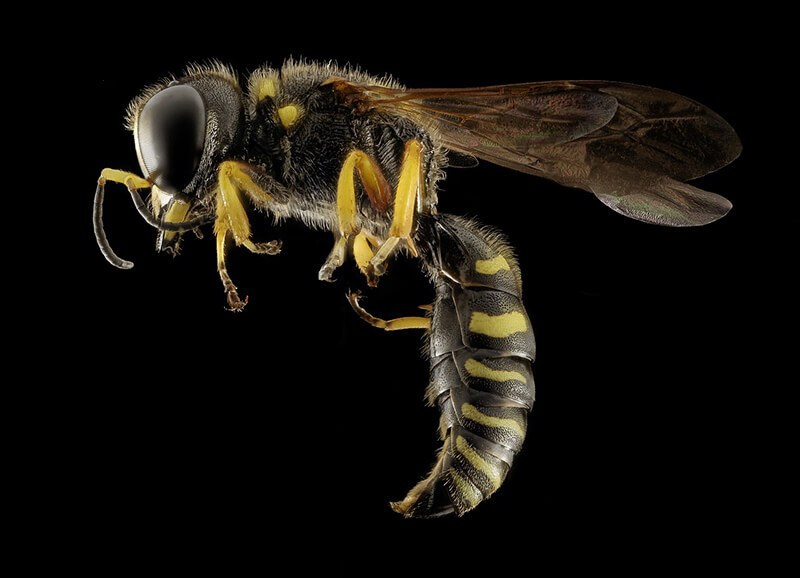 Wasps are dangerous bugs that you want to watch out for because they can sting you over and over again.