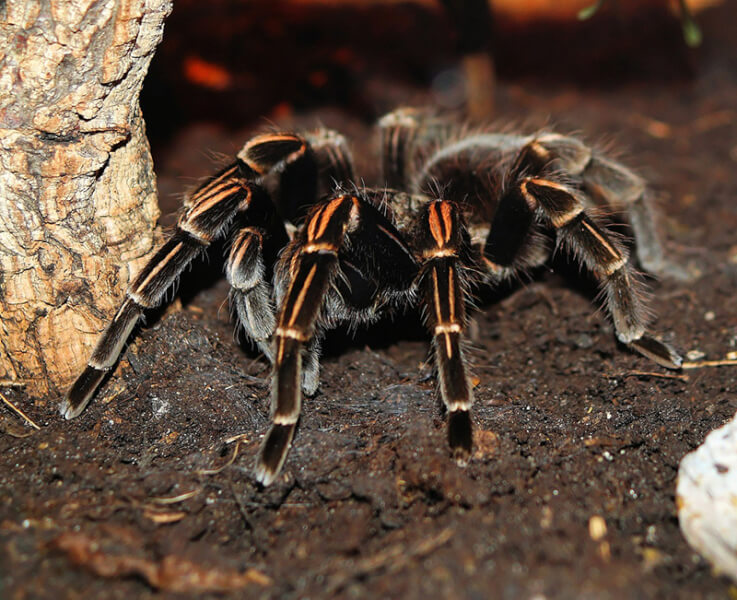 Tarantulas can be dangerous bugs, because of their size and their bites.