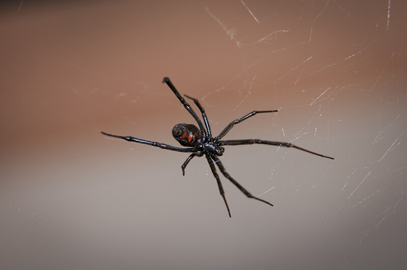 The Black Widow spider is one of the most dangerous bugs you can encounter and if you do, please call an exterminator.