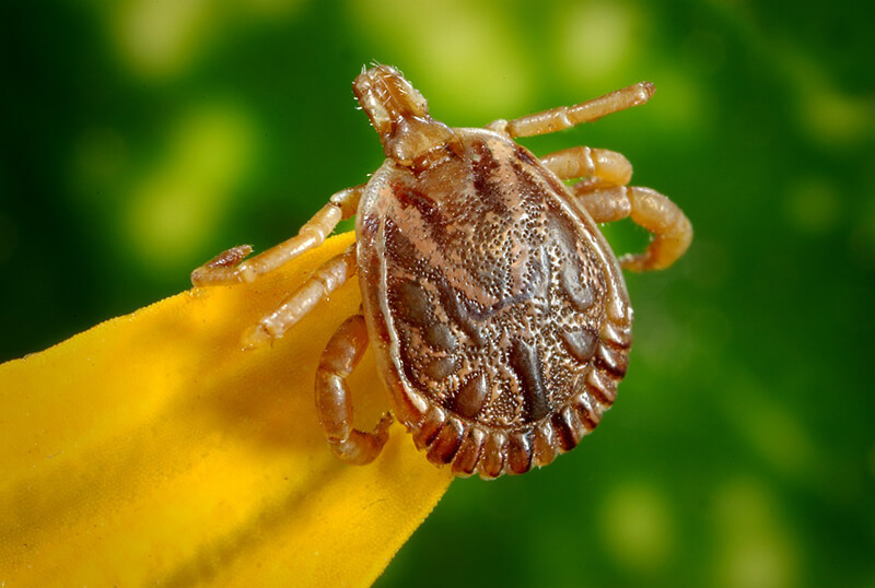 Ticks are a dangerous bug, because they carry Lyme disease that you can contract from them