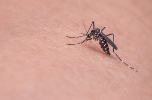 Here are tips on getting rid of mosquitos in your area.