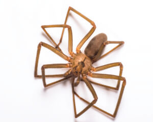 Gunter Pest & Lawn are the top spider exterminators in the Kansas City Area.