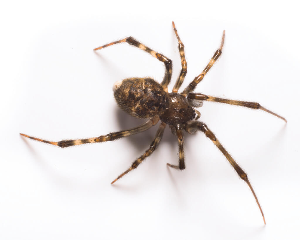 Spiders In Your Home are there all year round, but since they mate in the fall you might see them more.
