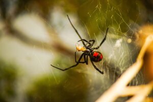 A closeup of a black widow on a spider silk