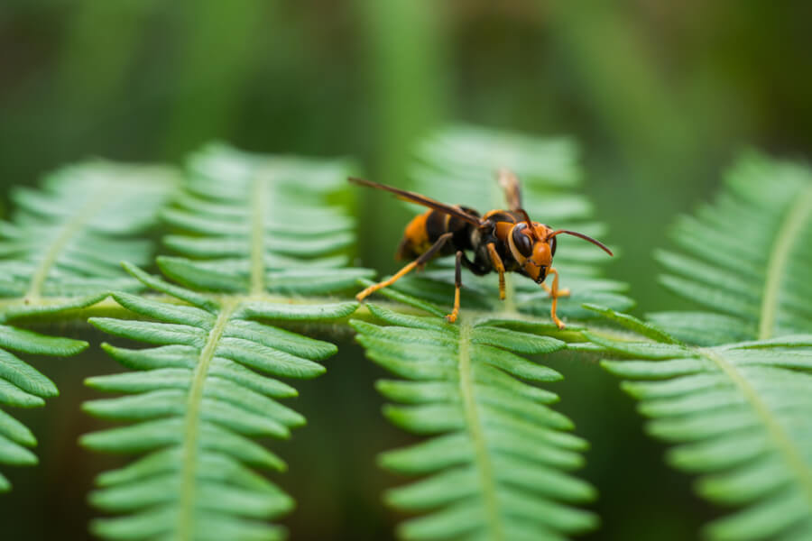 Don't let wasps get into your home during the cold winter months by using Cold Weather Pest Control.