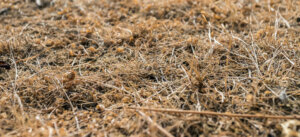 Close up of brown grass in winter