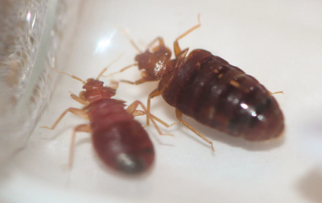 Bed Bugs survive the winter and you will need a bed bug exterminator in the spring.