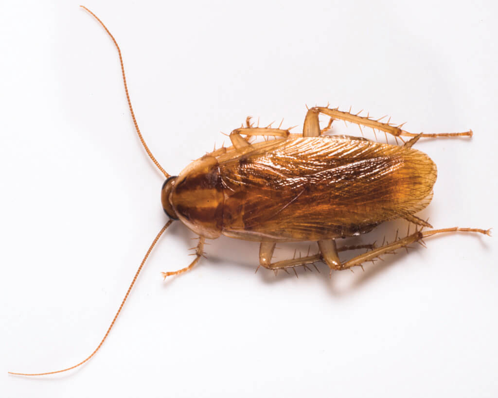 Unfortunately cockroaches live through the winter and require extermination in the spring.