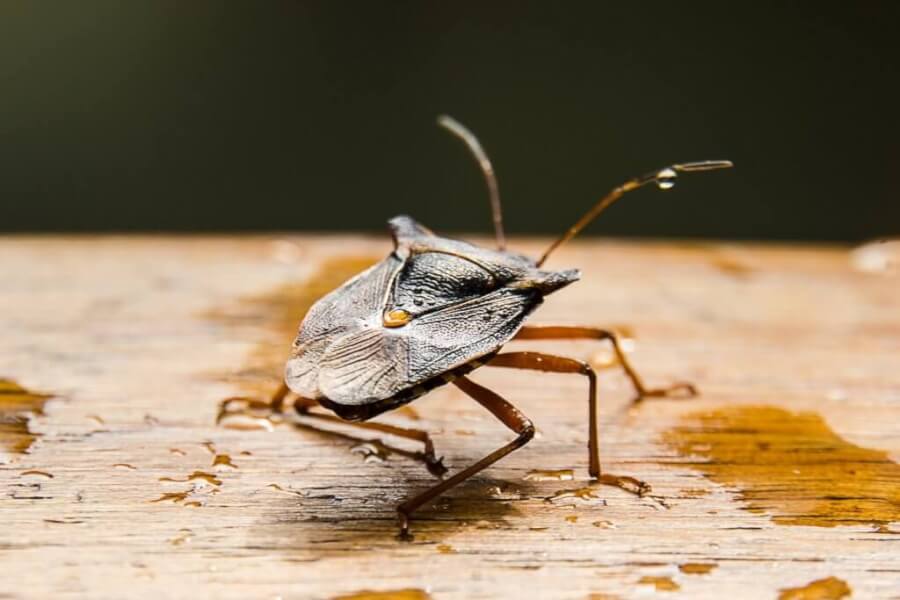 Missouri Bugs and Insects: Types, Elimination, and Prevention