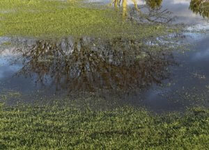 This is a breeding ground for mosquitoes. Call us if you see this on your property.