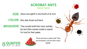 Acrobat Ants Quick Facts