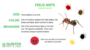 Field ants quick facts.