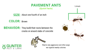 Pavement ants quick facts