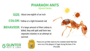 Pharoah Ants. Part of the Gunter Kansas City homeowner's guide to ants