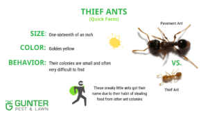 Thief Ants Quick Facts.