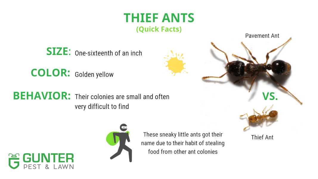 Thief Ants Quick Facts. 