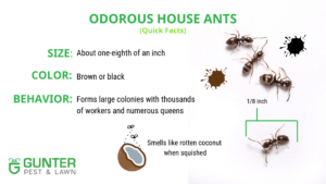 Odorous house ants quick facts. Part of the Gunter Kansas City homeowner's guide to ants