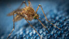 Learn How to Protect Yourself and Your Home from Mosquitos.