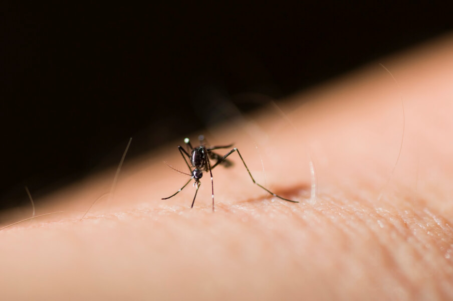 Tiger Mosquito. This is why you need to protect your home.