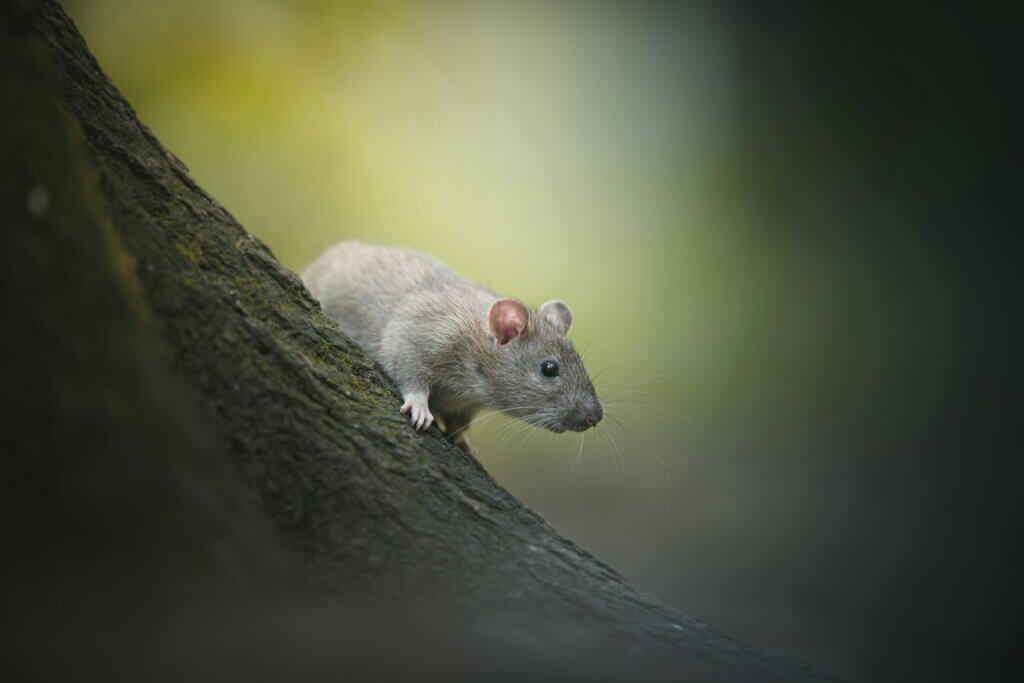 A mouse on a tree
