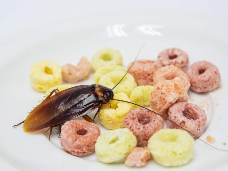 What Are Common Pests Found In Hotels