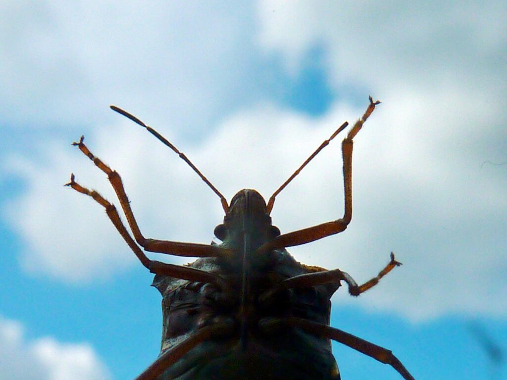 Invasion Of The Stink Bugs