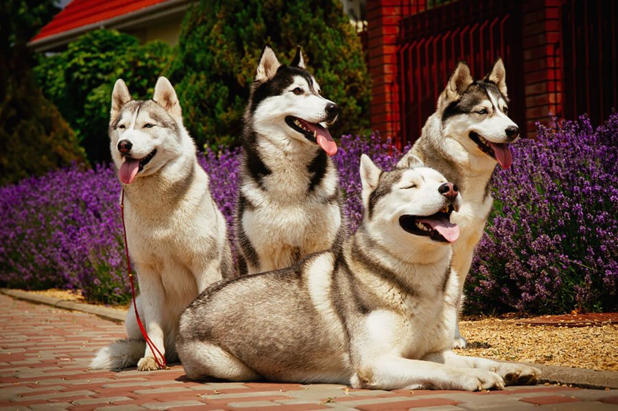 best flea treatment for huskies