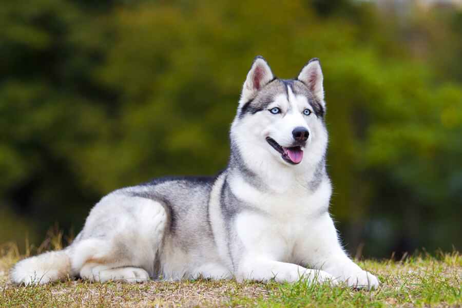 How to get rid of fleas from your Siberian husky