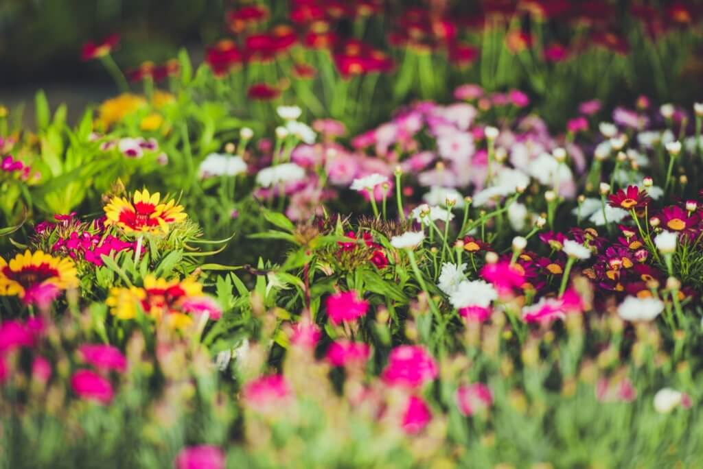 Colorful garden flowers with color schemes can help with creating a beautiful garden.