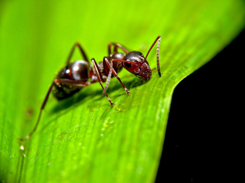 Be careful with lawn-destroying insects.