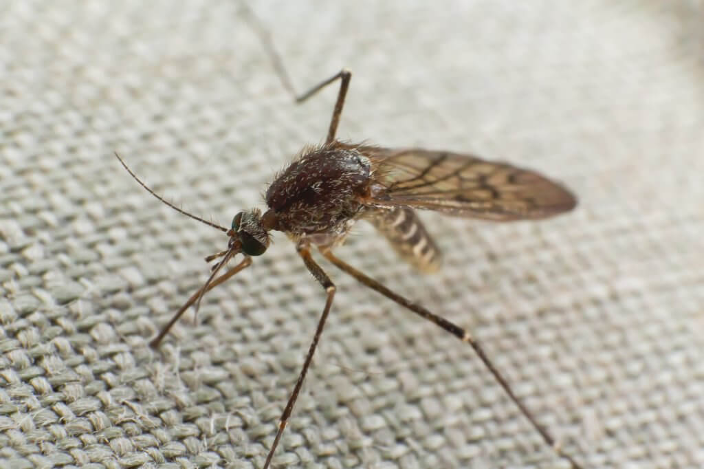 Mosquito-Borne Diseases In Humans