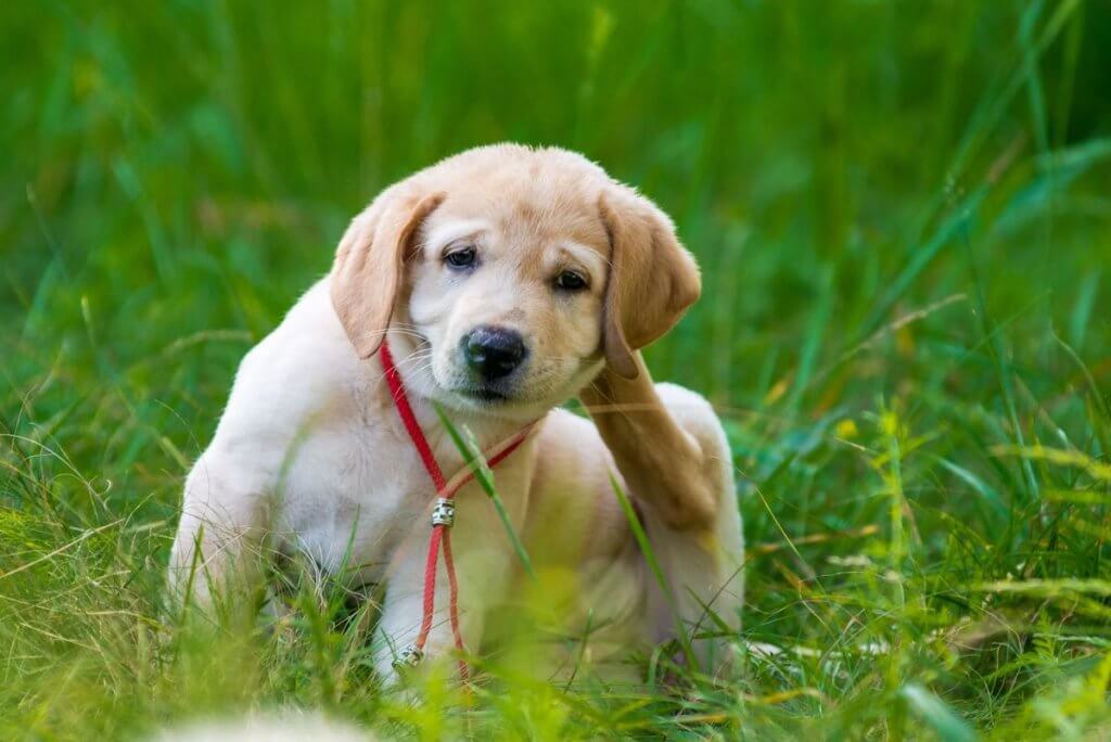 Safest tick and hotsell flea prevention for dogs