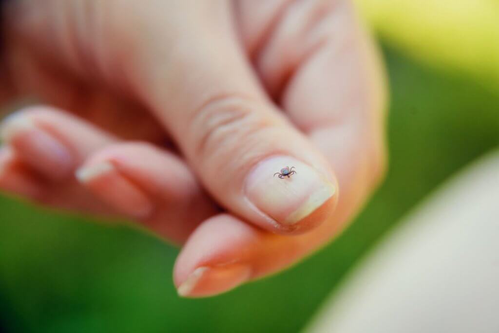 What's Your State's Flea-and-Tick Season? Vet Safety Tips | Kansas City Pest Control | Gunter Pest & Lawn What's Your State's Flea-and-Tick Season?