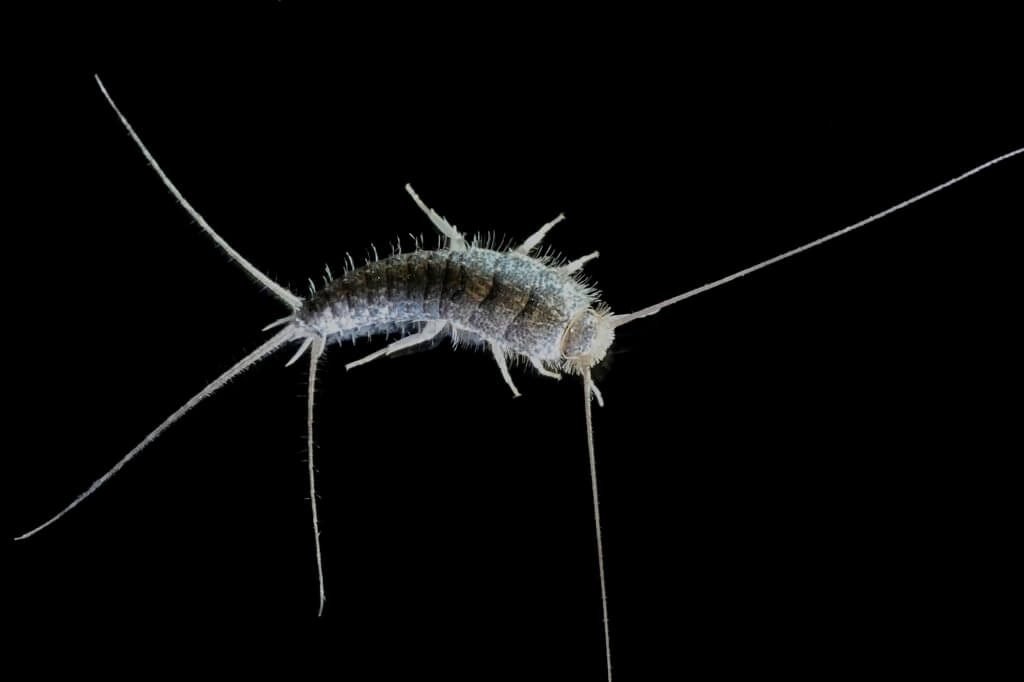 Home Remedies To Get Rid Of Silverfish Naturally