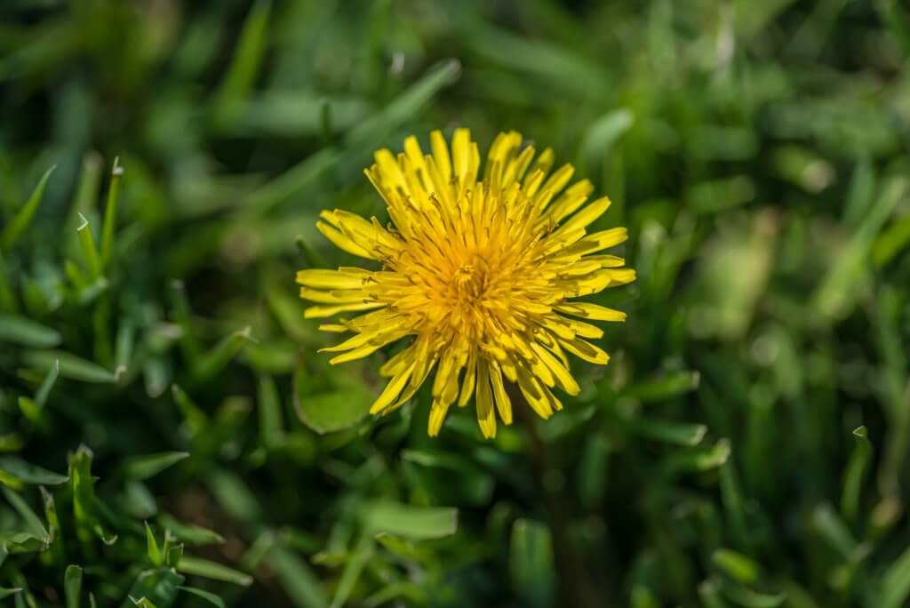 Yellow dandelion in a Kansas City yard.