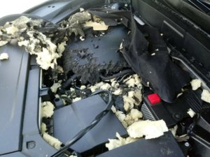 Rodent damage to your car. How to identify a rodent problem.