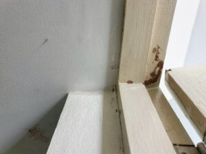 Termite damage in your Kansas City home.