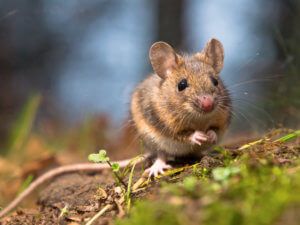 How to identify a rodent problem. Wild wood mouse sitting on the forest floor.