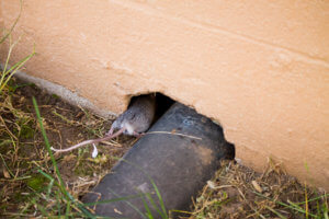 Rodent burrowing itself inside a Kansas City home. How to identify a rodent problem.