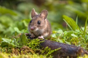 A little rodent that will try to enter your house in the Kansas City metro area.