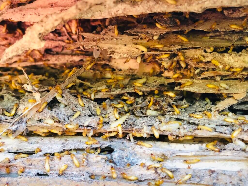 Subterranean Termites Working.